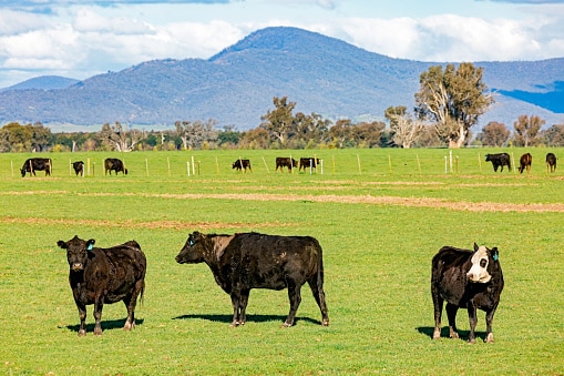 Understanding Agricultural Investments